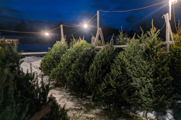 Christmas Trees for Sale